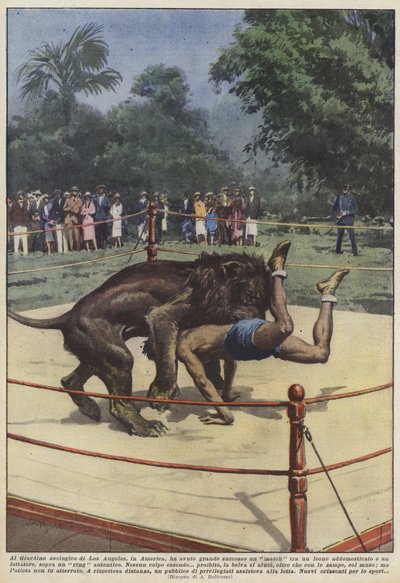 In de dierentuin van Los Angeles, Amerika, was er groot succes met een wedstrijd tussen een leeuw... door Achille Beltrame