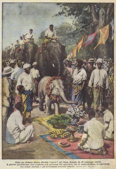 Hoe een witte olifant heilig wordt in Siam door Achille Beltrame