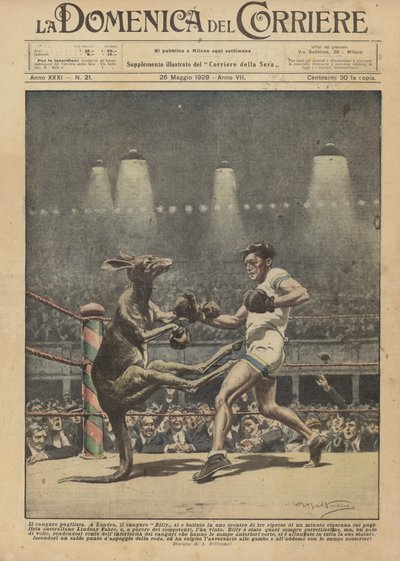 De boksende kangoeroe door Achille Beltrame