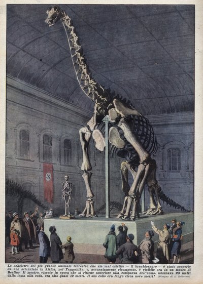 Installatie in een museum in Berlijn, Duitsland van een brachiosaurus skelet ontdekt door een wetenschapper in Afrika. Illustratie van Achille Beltrame in 