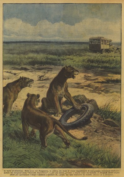 De wilde dieren vermaken zich door Achille Beltrame