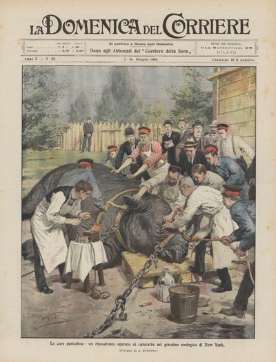 Gevaarlijke behandelingen, een neushoorn geopereerd aan staar in de dierentuin van New York door Achille Beltrame
