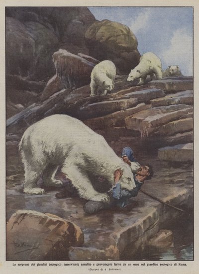 De verrassingen van dierentuinen, verzorger aangevallen en ernstig gewond door een beer door Achille Beltrame