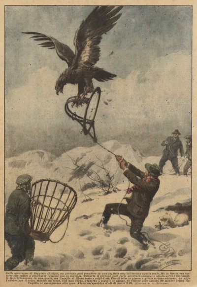 In de bergen van Coggiola (Biella) kon een jongeman een prachtige steenarend vangen in een val door Achille Beltrame