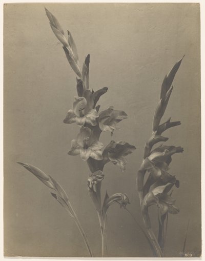 [Gladiolus] door Achille Quinet