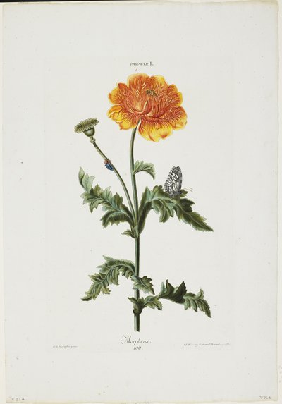 Papauer I. 106. Morpheus, uit Hortus Nitidissimis, 1773 door Adam Louis Wirsing