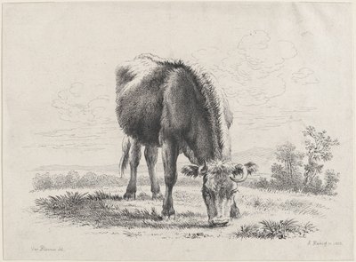 Koe die graast, 1805 door Adam von Bartsch