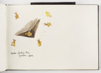 Schetsboek van inkt- en grafiettekeningen en aquarellen door Adela Breton
