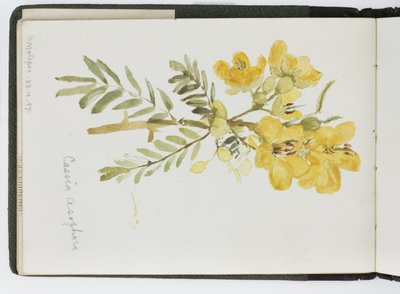 Schetsboek van aquarellen, tekeningen en notities, Mexico, 1896-1898 door Adela Breton