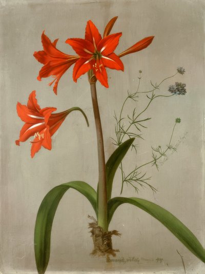 Amaryllis en Gilia door Adolf Senff