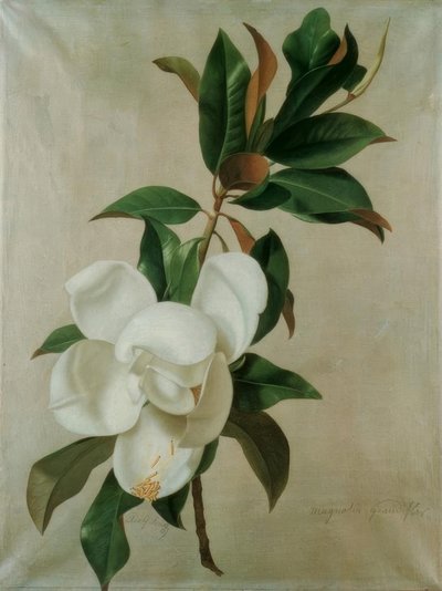 Magnolia door Adolf Senff