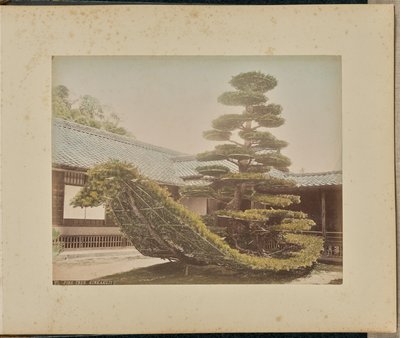 Dennenboom, Kinkakuji door Adolfo Farsari