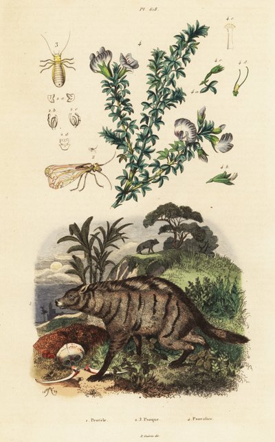 Aardwolf, Arabische erwt en luis door Adolph (after) Fries