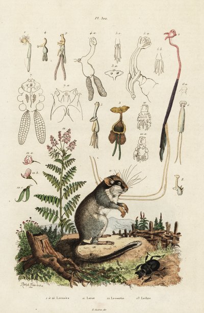 Hazelmuis, roeipootkreeftjes en kever (gravure) door Adolph (after) Fries