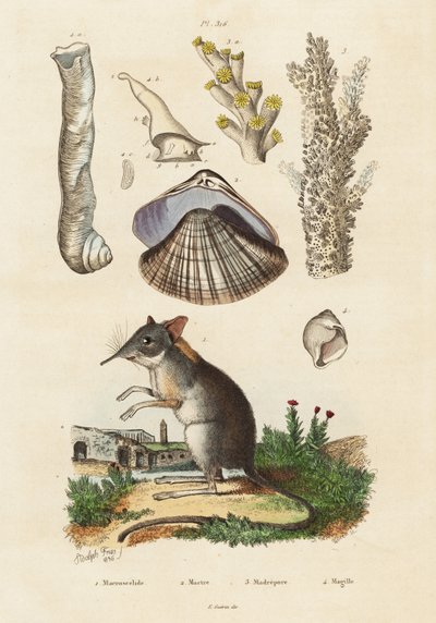 Olifantspitsmuis, mossel en koralen, 1834-1839 (gravure) door Adolph (after) Fries