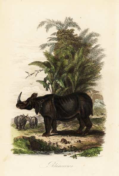 Indische neushoorn, Rhinoceros unicornis, kwetsbaar door Adolph (after) Fries
