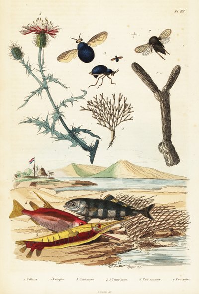 Korenbloem, vis en kevervliegen (gravure) door Adolph (after) Fries