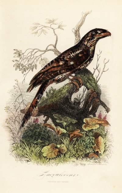 Papoea-kikkerbek, Podargus papuensis door Adolph (after) Fries