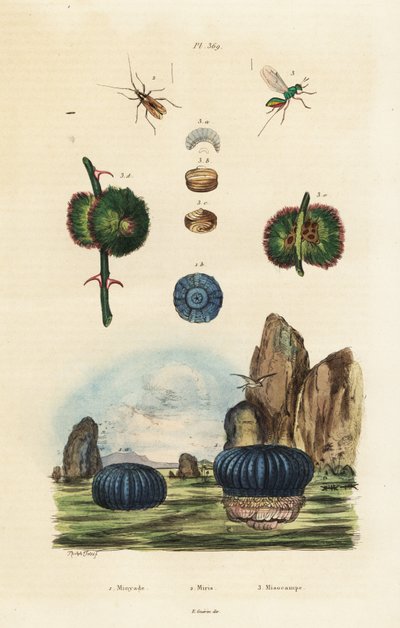 Zeeanemoon en insecten, 1834-1839 (gravure) door Adolph (after) Fries