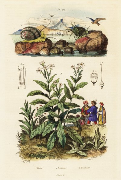 Zeeslakken en tabaksplant, 1834-1839 (gravure) door Adolph (after) Fries