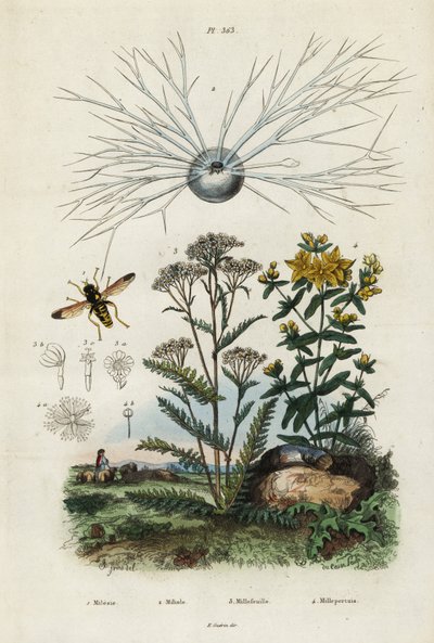 Duizendblad, Sint-Janskruid, foraminifera en zweefvlieg, 1834-1839 (gravure) door Adolph (after) Fries