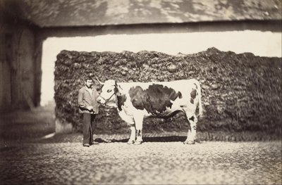 [Prijs Bull] door Adolphe Braun