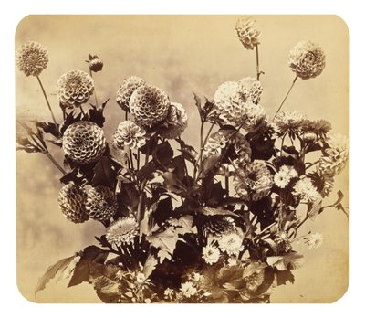 Zonder Titel door Adolphe Braun