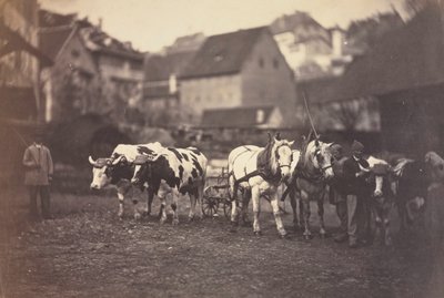 Zonder titel Boerderijdieren, 1850s door Adolphe Braun