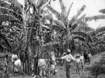 Bananenplantage, Jamaica, ca. 1905 door Adolphe Duperly and Son