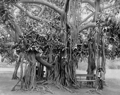 Banyanboom, Kingston Park, Jamaica, ca. 1905 door Adolphe Duperly and Son
