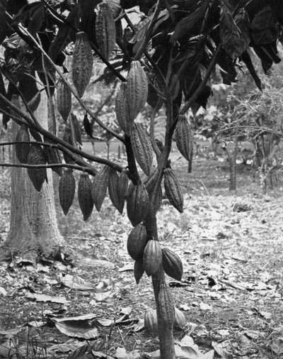 Cacaoboom, Jamaica, ca. 1905 door Adolphe Duperly and Son