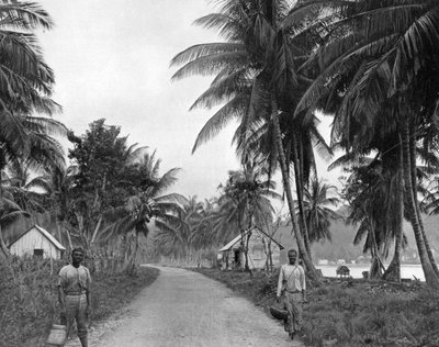 Kokosnootbos, Port Antonio, Jamaica, ca. 1905 door Adolphe Duperly and Son
