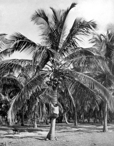 Kokosnoten plukken, Jamaica, ca. 1905 door Adolphe Duperly and Son