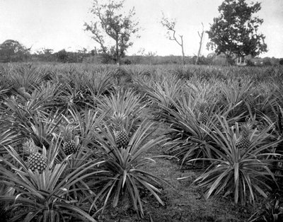 Ananasplantage, Jamaica, ca. 1905 door Adolphe Duperly and Son