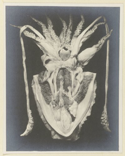 Anatomie van een inktvis door Adolphe Louis Donnadieu