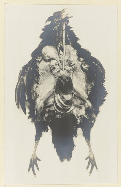 Anatomie van een kip door Adolphe Louis Donnadieu