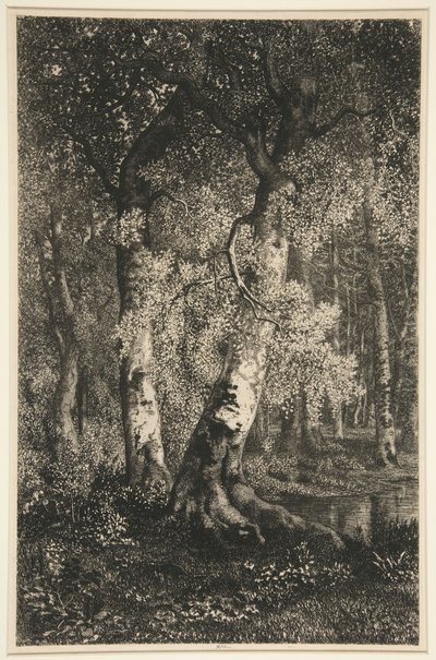 De Beuken door Adolphe Martial Potemont