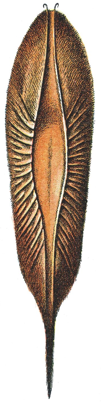 Eierkist van een Chimaera door Adolphe Philippe Millot