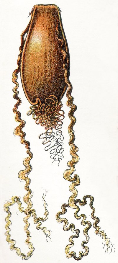 Eikapsel van een Kathaai (Scyliorhinus), 1923 door Adolphe Philippe Millot
