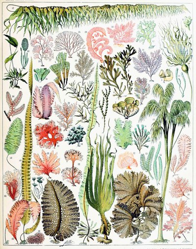 Illustratie van algen en zeewier ca. 1923 door Adolphe Philippe Millot
