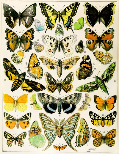 Illustratie van vlinders en motten ca. 1923 (litho) door Adolphe Philippe Millot