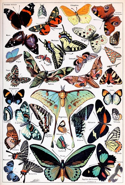 Illustratie van vlinders en motten ca. 1923 door Adolphe Philippe Millot