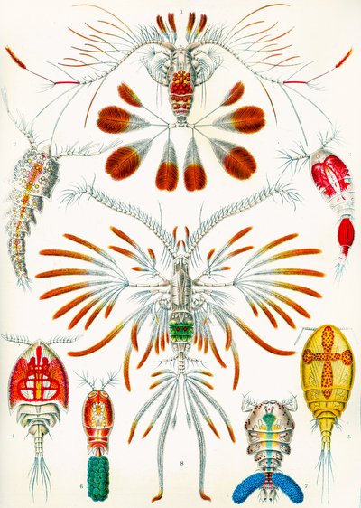 Illustratie van Copepoden, c.1909 door Adolphe Philippe Millot