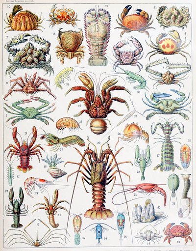 Illustratie van schaaldieren ca. 1923 door Adolphe Philippe Millot