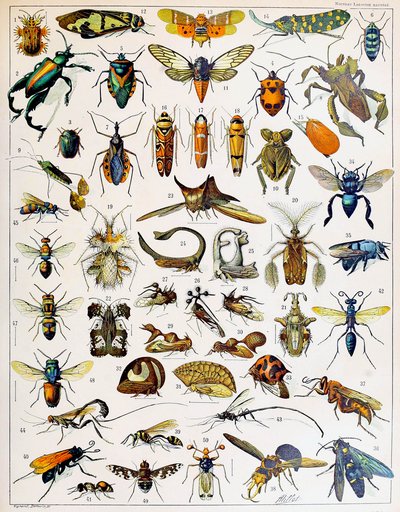 Illustratie van insecten ca. 1923 door Adolphe Philippe Millot