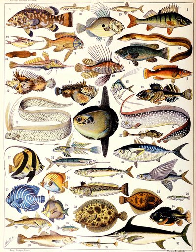 Illustratie van zeevissen ca. 1923 door Adolphe Philippe Millot