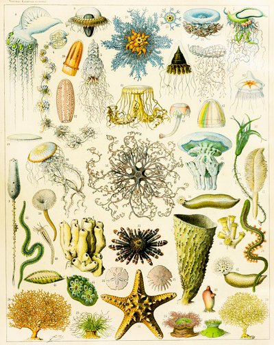 Illustratie van zeeorganismen, ca. 1923 door Adolphe Philippe Millot