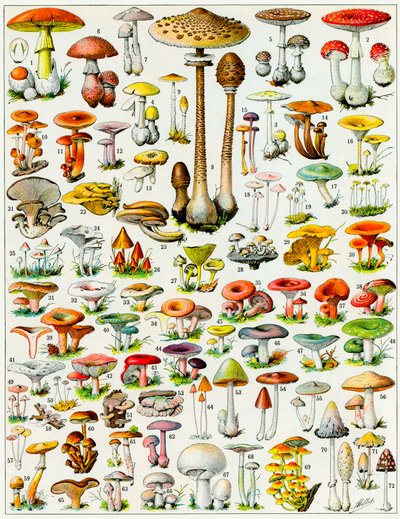 Illustratie van paddenstoelen ca. 1923 door Adolphe Philippe Millot