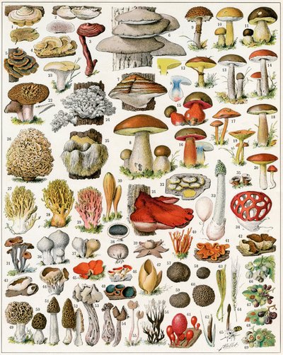 Illustratie van paddenstoelen ca. 1923 door Adolphe Philippe Millot