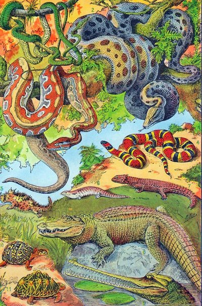 Illustratie van reptielen, ca. 1923 door Adolphe Philippe Millot